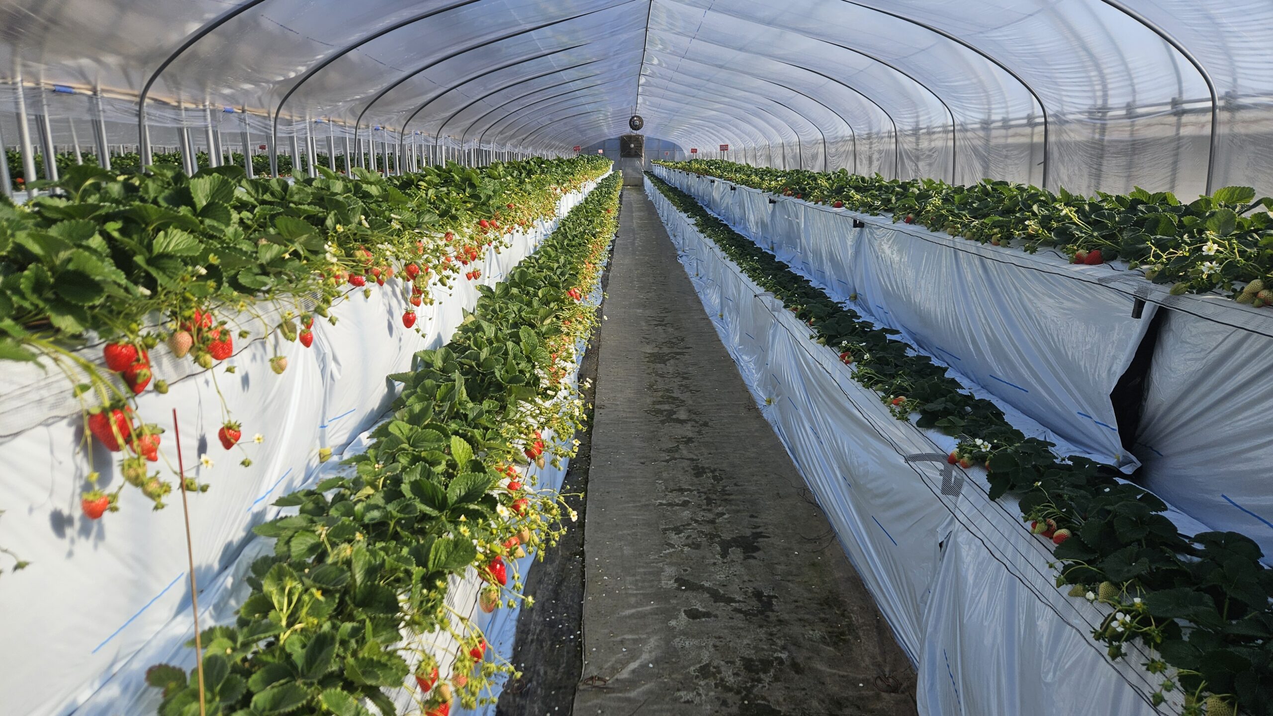 Strawberry picking greenhouse in Tokyo