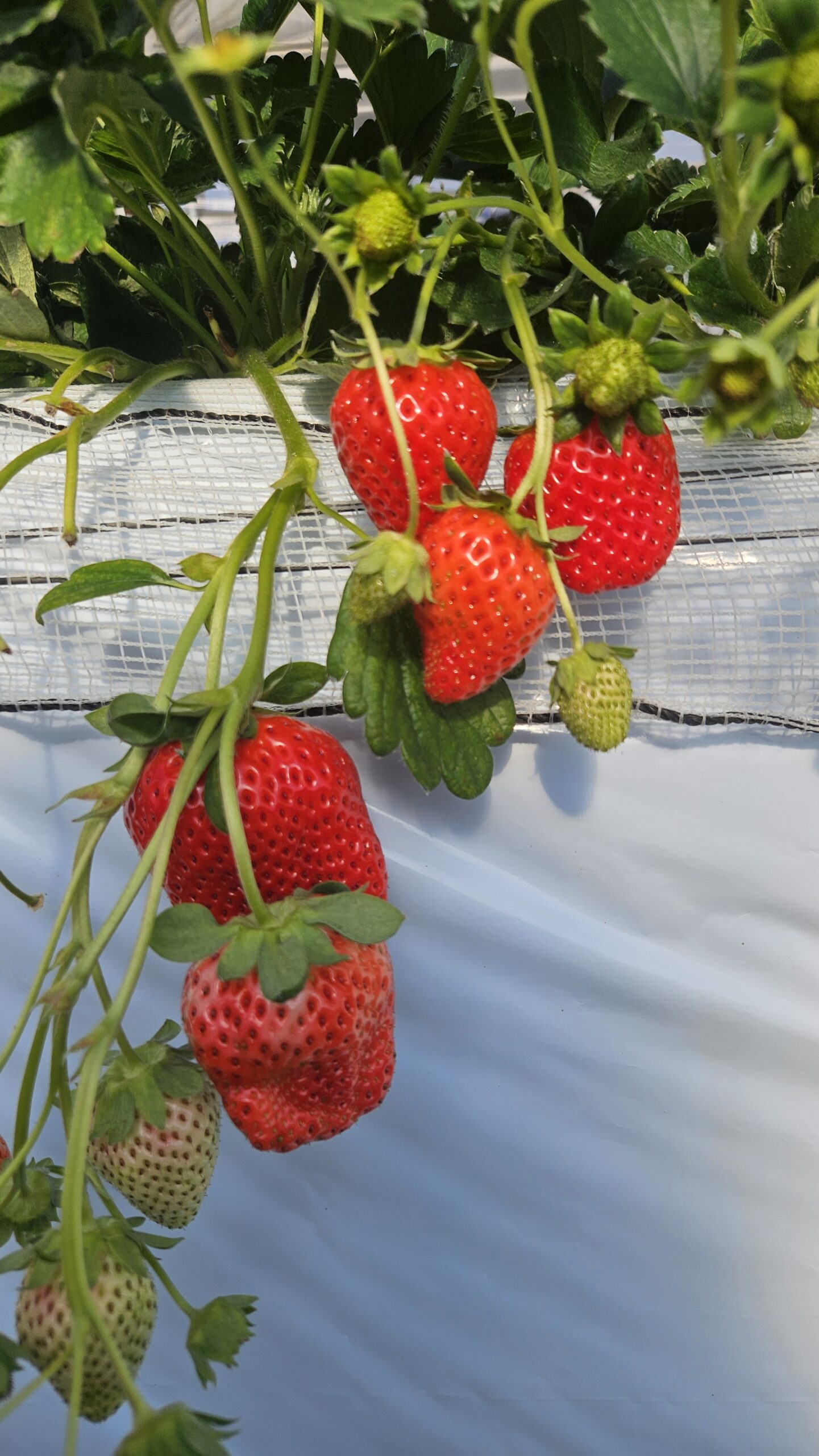 Strawberry picking